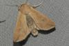 Mythimna unipuncta